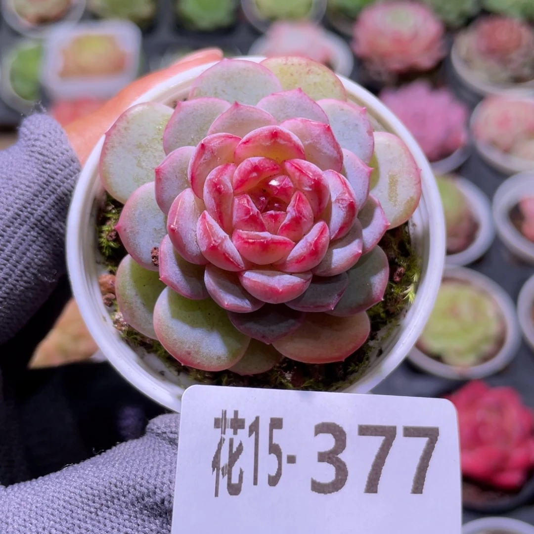 花利美15-377雪颜玉