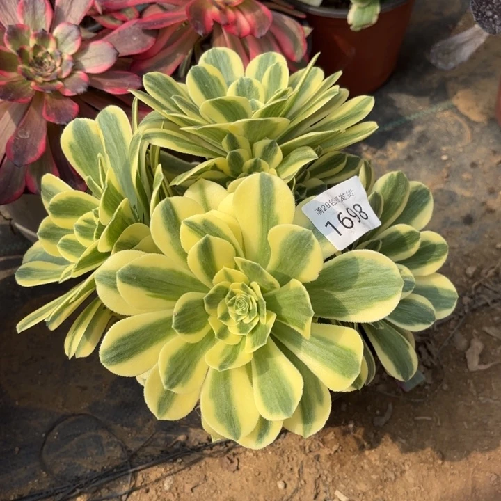 迈巴赫多肉法师1698