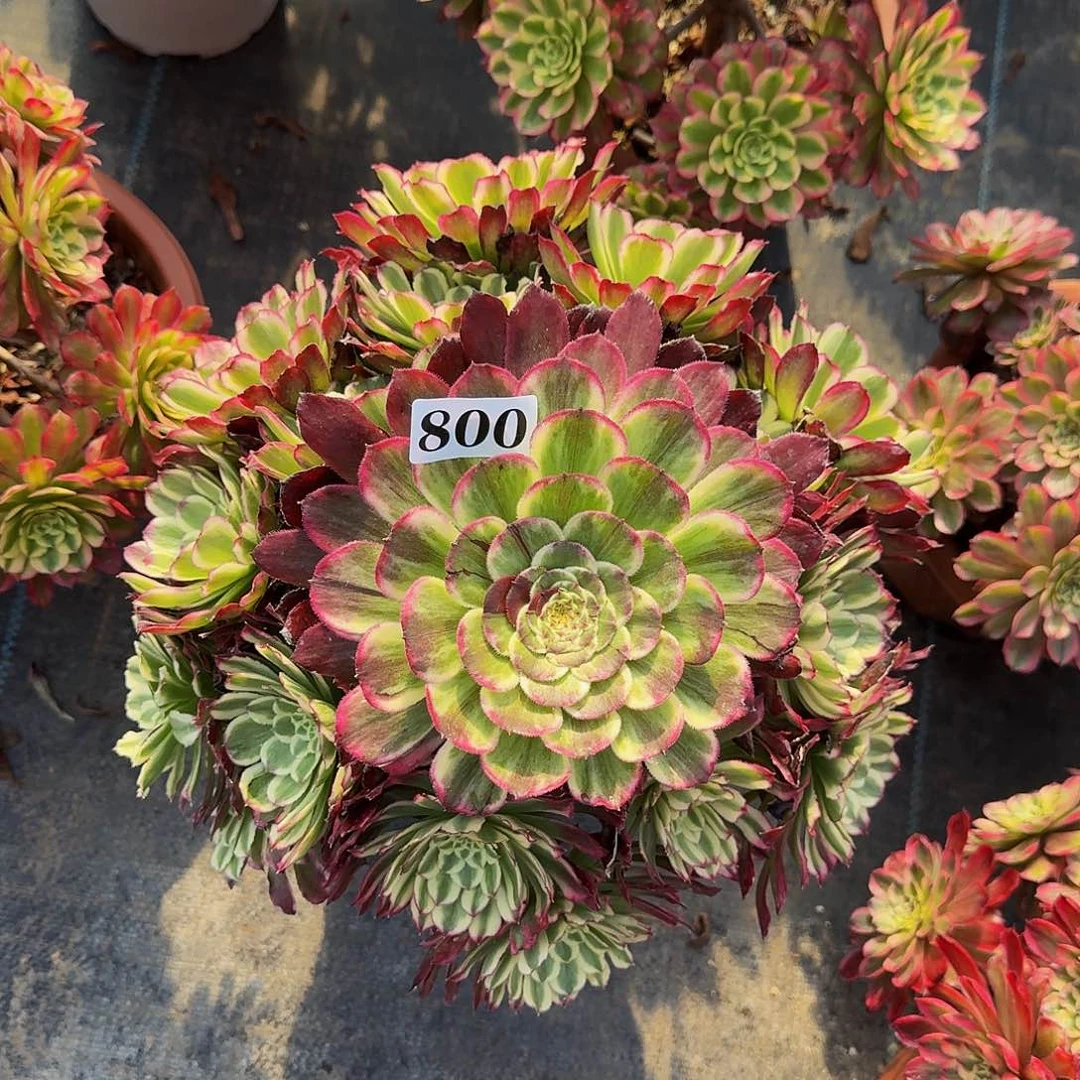 000000800绿体水多肉