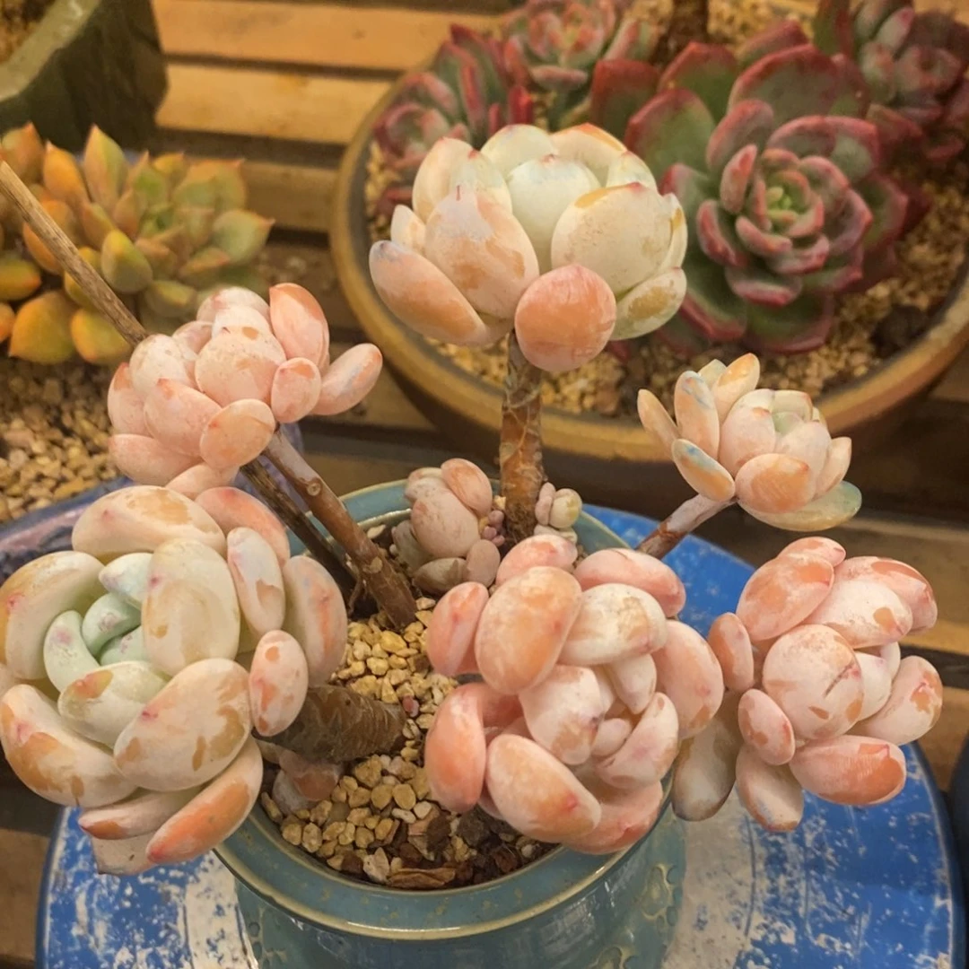 多肉植物肉肉植物