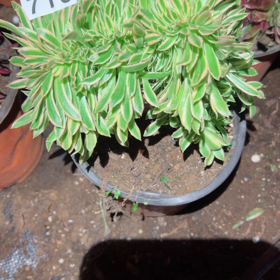 716 号多肉植物法师新年福利