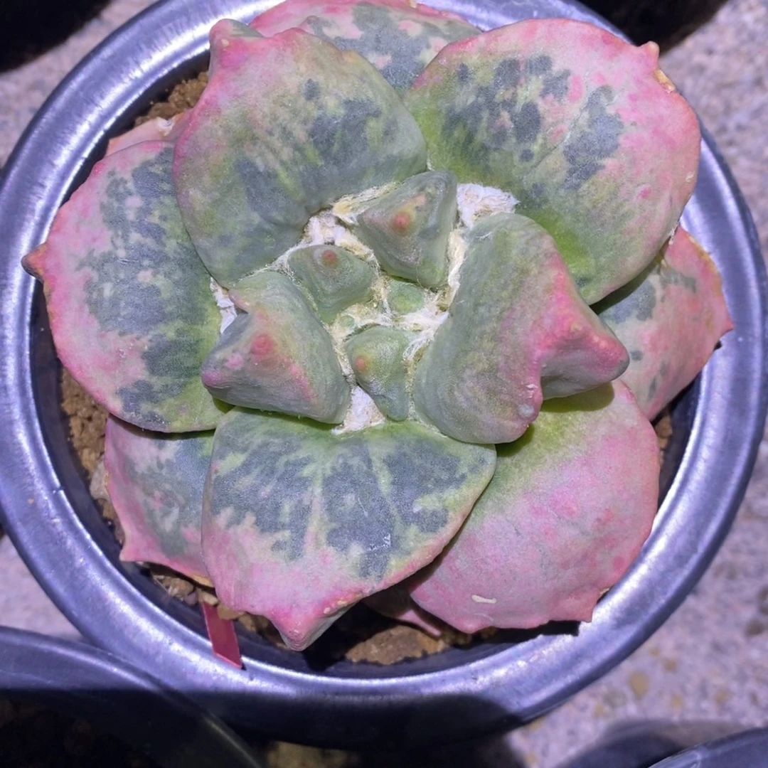 自根牡丹粉边锦花朵型