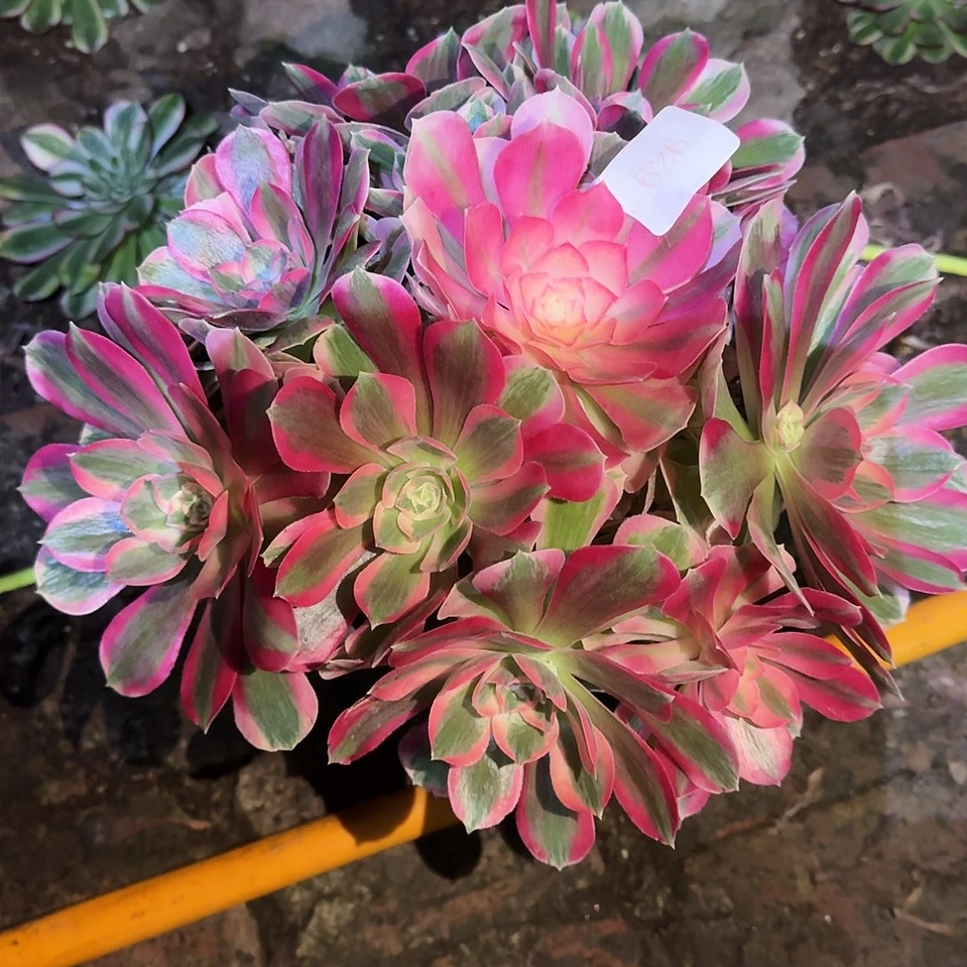 多肉植物粉女郎626