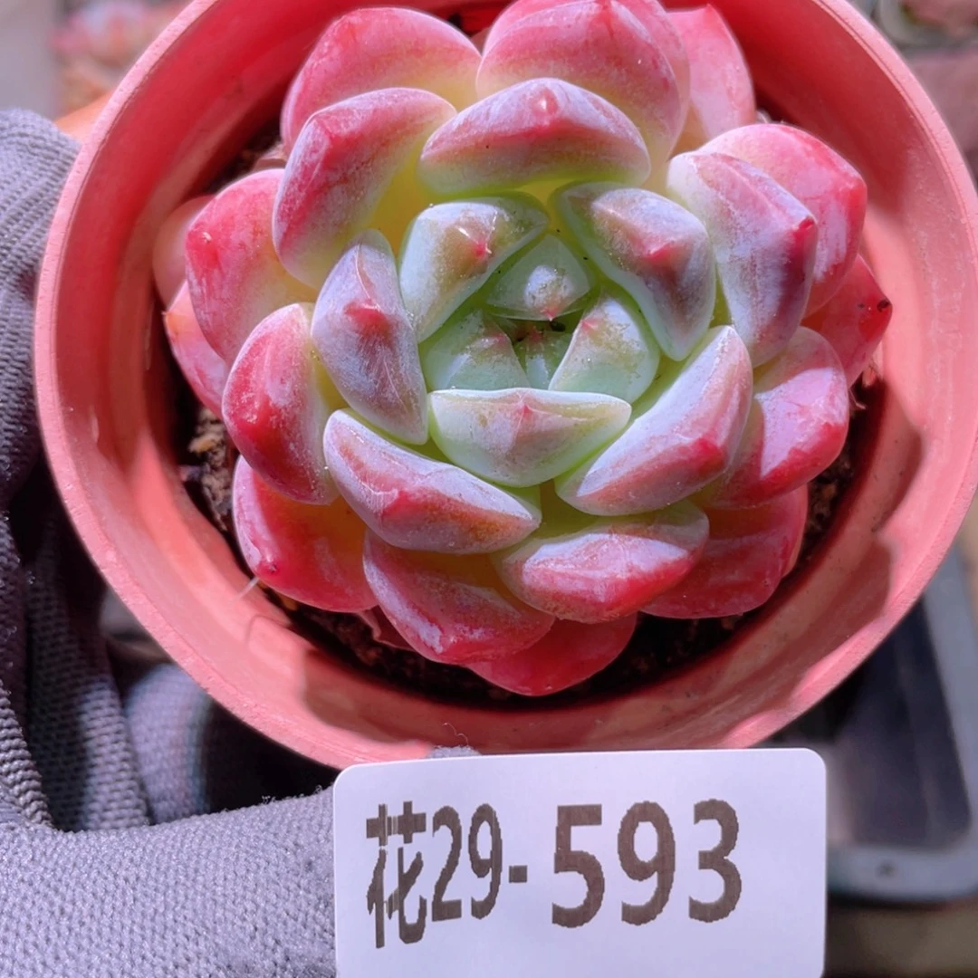 花利美29-593冰糖