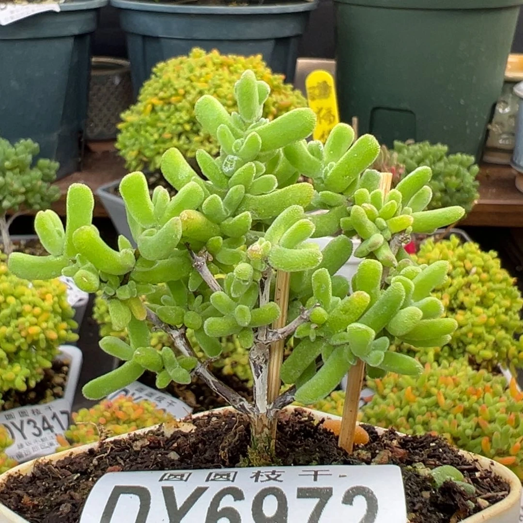 dy6972小老桩虾钳冠幅5cm