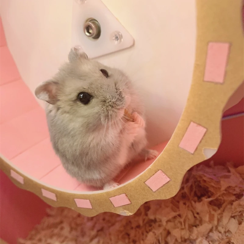 包活小仓鼠宠物家养金丝熊虎纹活物活体金狐布丁公婆奶茶可选公母