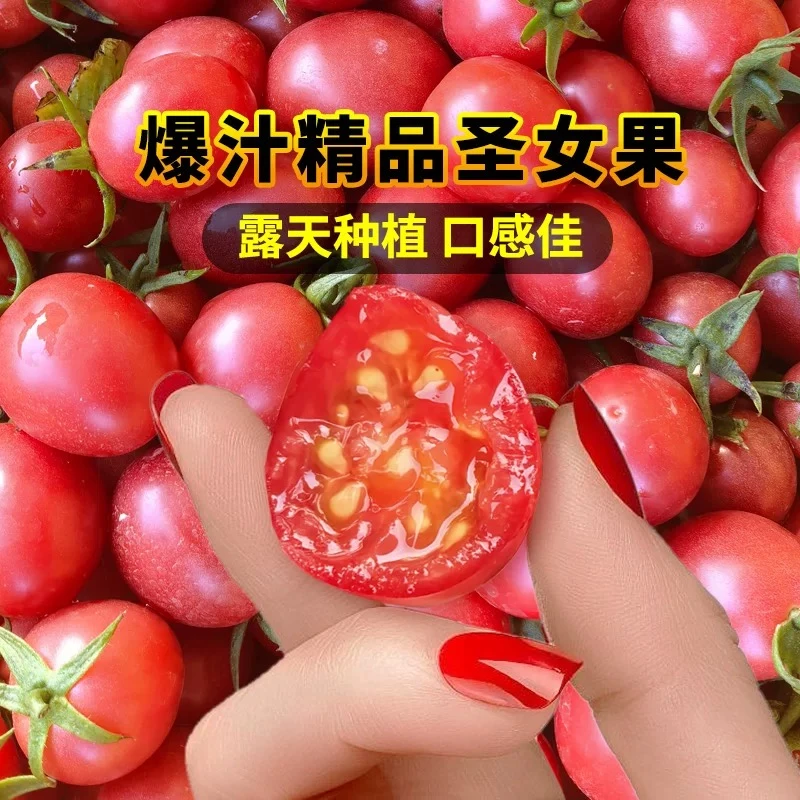 【次日达】千禧圣女果广东电白1250g  顺丰包邮新鲜广东省
