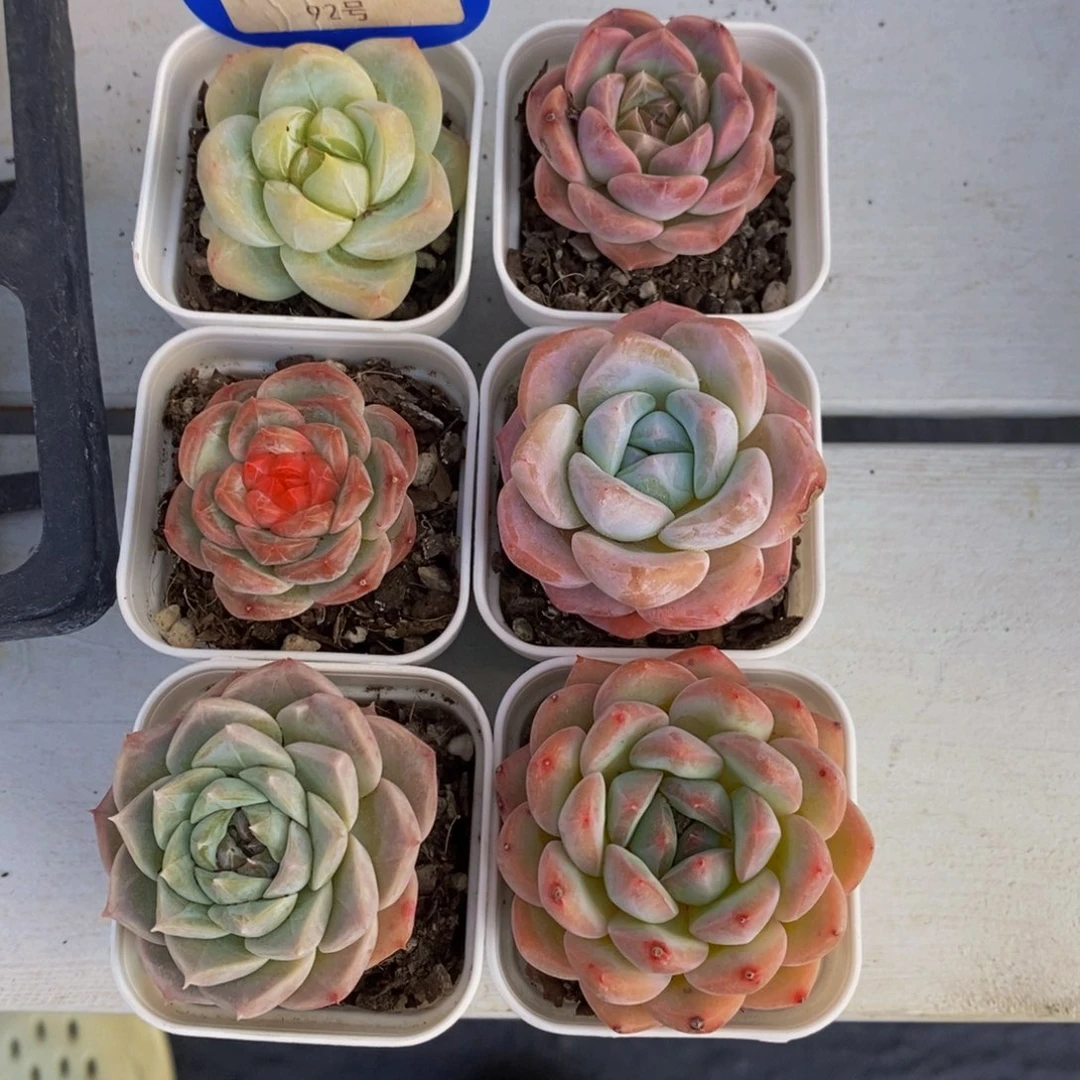 92-精品美肉六个