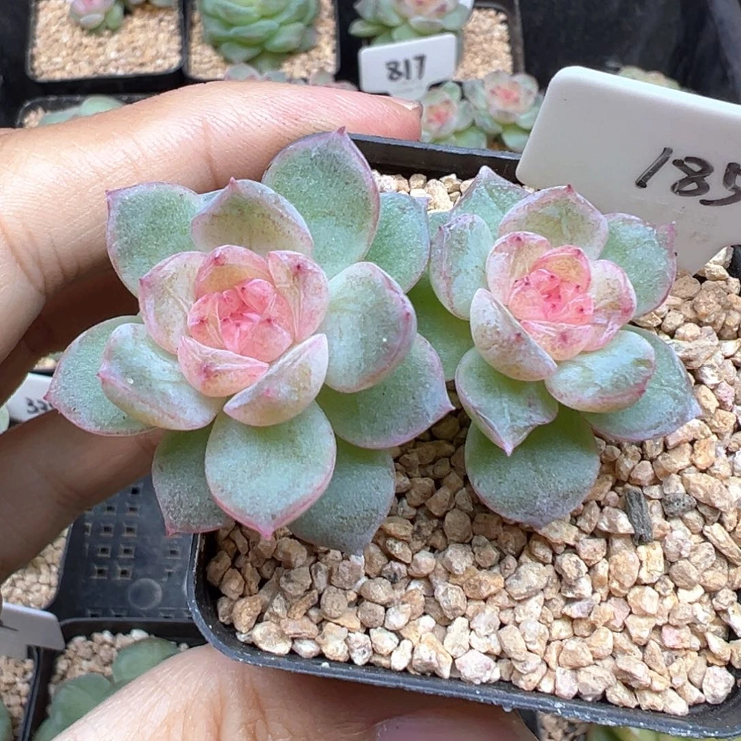 185号风花雪月系列若梦