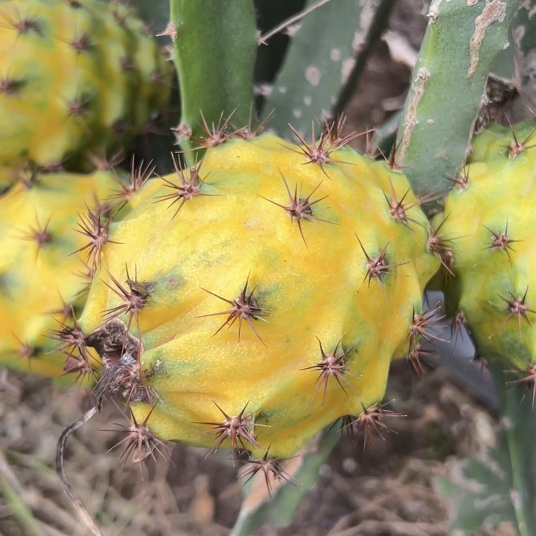 云浮新鲜现摘燕窝果清甜多汁口感丝滑