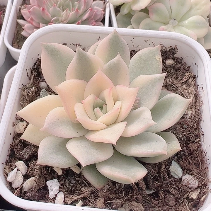 桃***贝多肉植物多肉植物