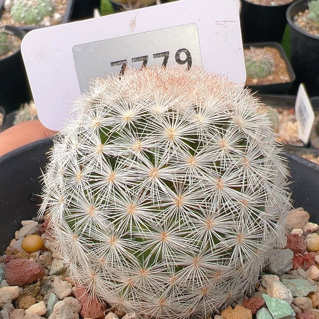 7779半月实生裸根发