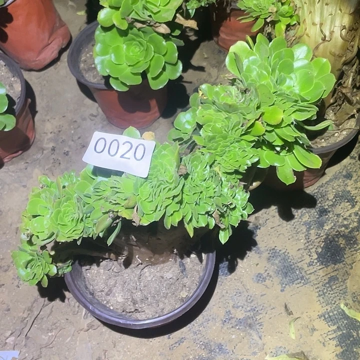 多肉植物断枝不包20绿杨蓉缀
