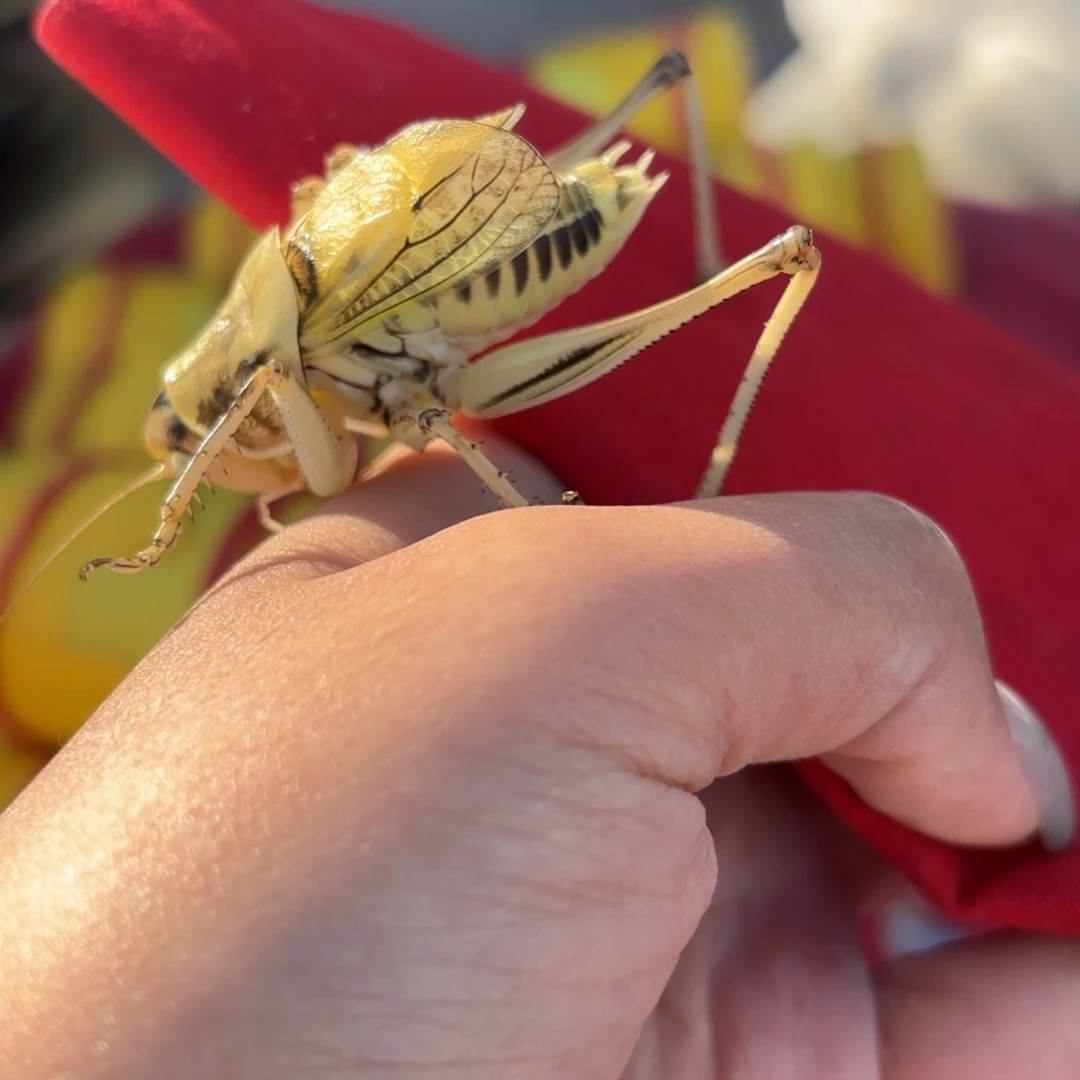 晴***J蝈蝈蝈蝈福福价格