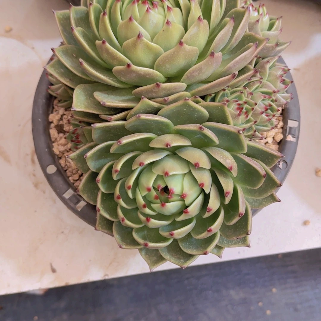 诗***诗12-21蓝龙多肉植物00