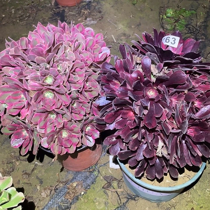 恒*多肉植物断枝不包763女妖蒙娜丽莎