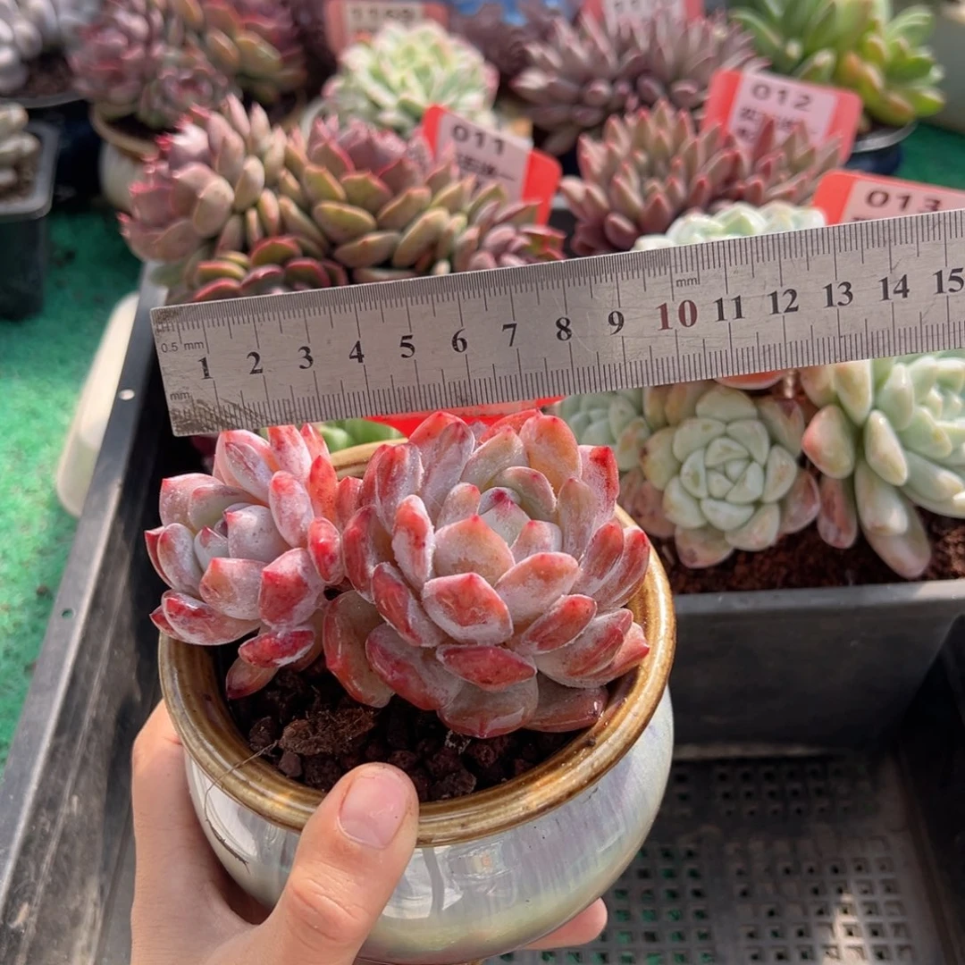 表妹精品多肉植物015.