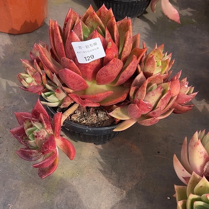 杂交品种，一物一拍