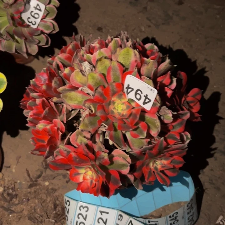 494妖月多肉植物不售后