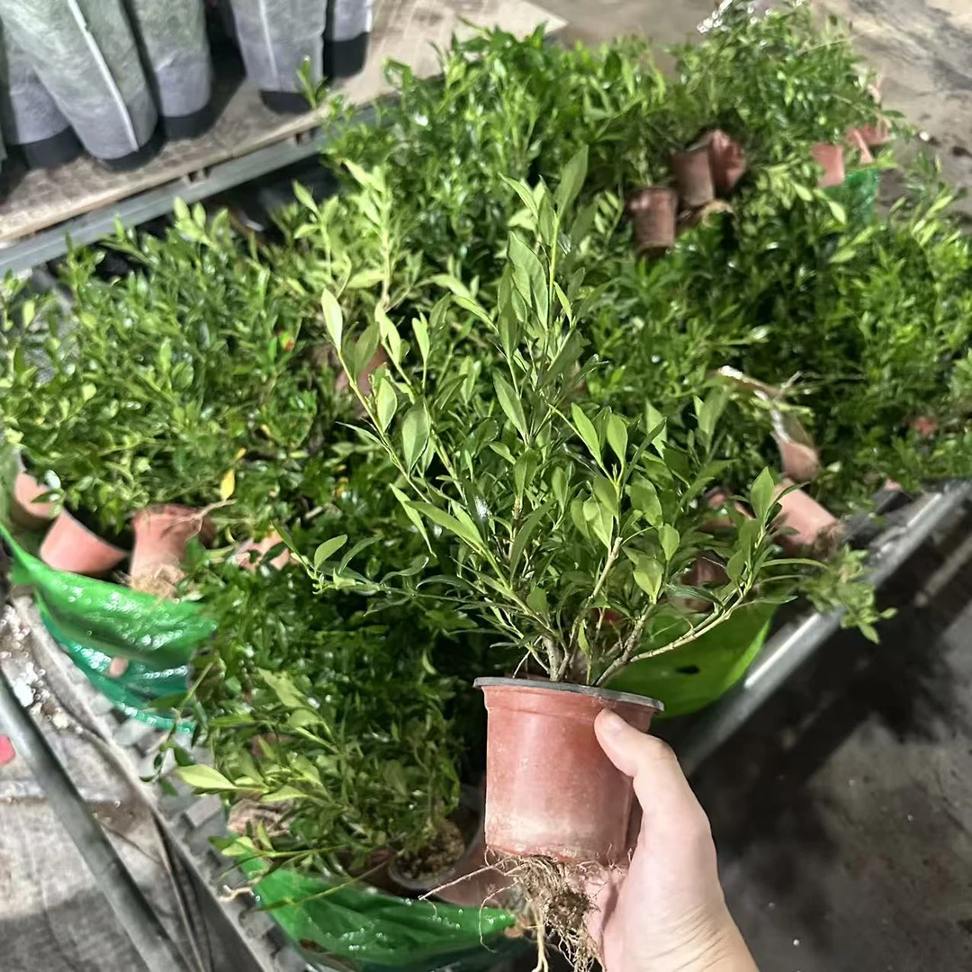 牡丹栀子花盆栽好养绿植办公桌植物