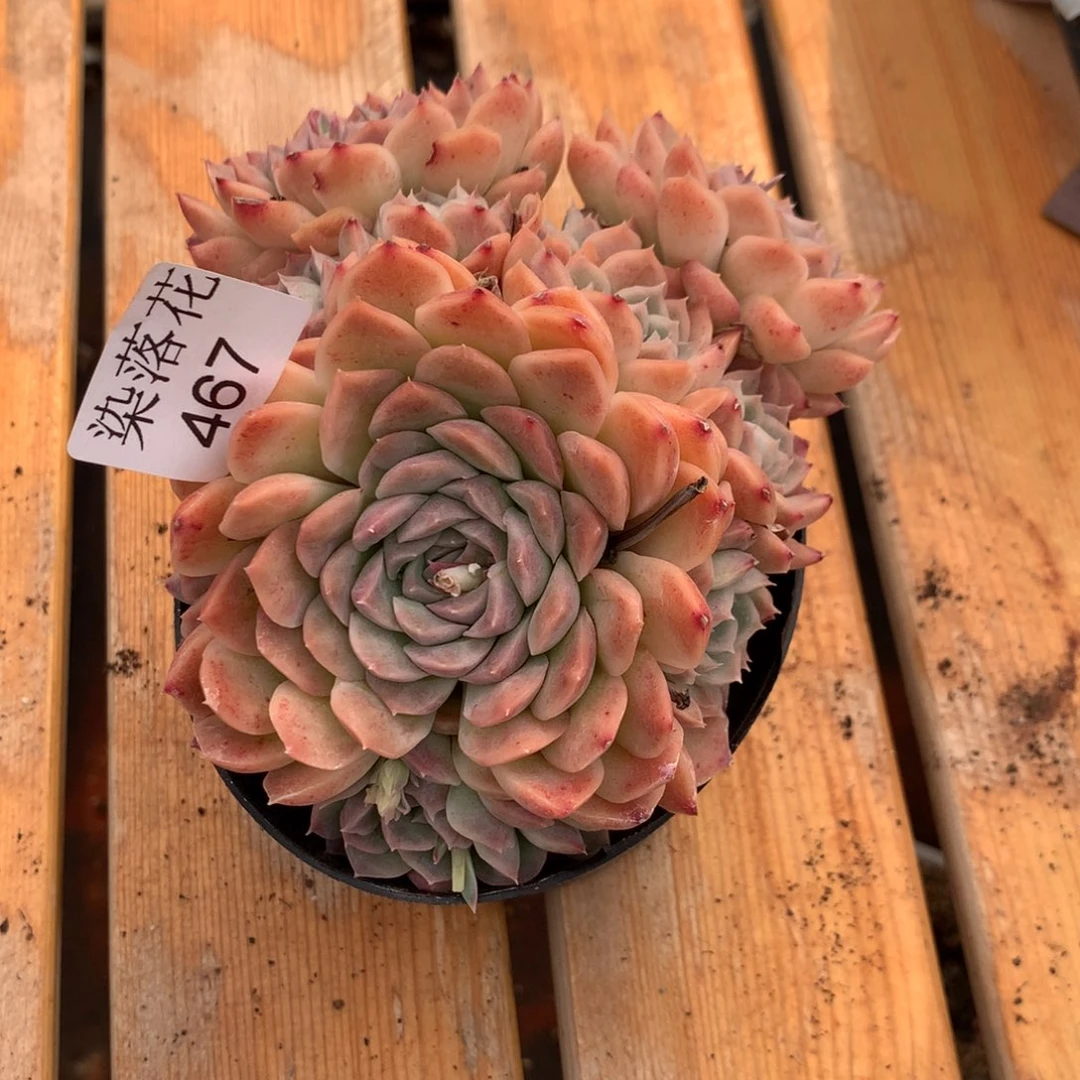 雪****8精品多肉植物467     30冠幅