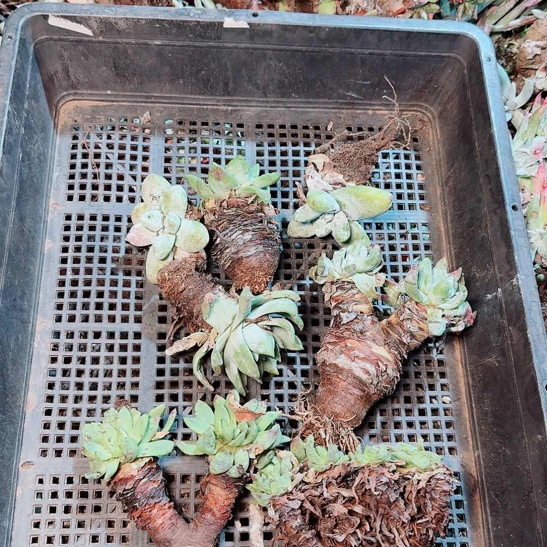 9105瑕疵框拍不售后