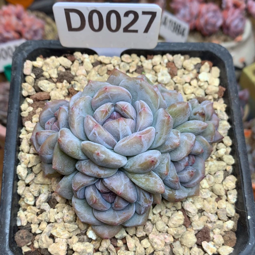 D0027 星影 清仓 8.5cm