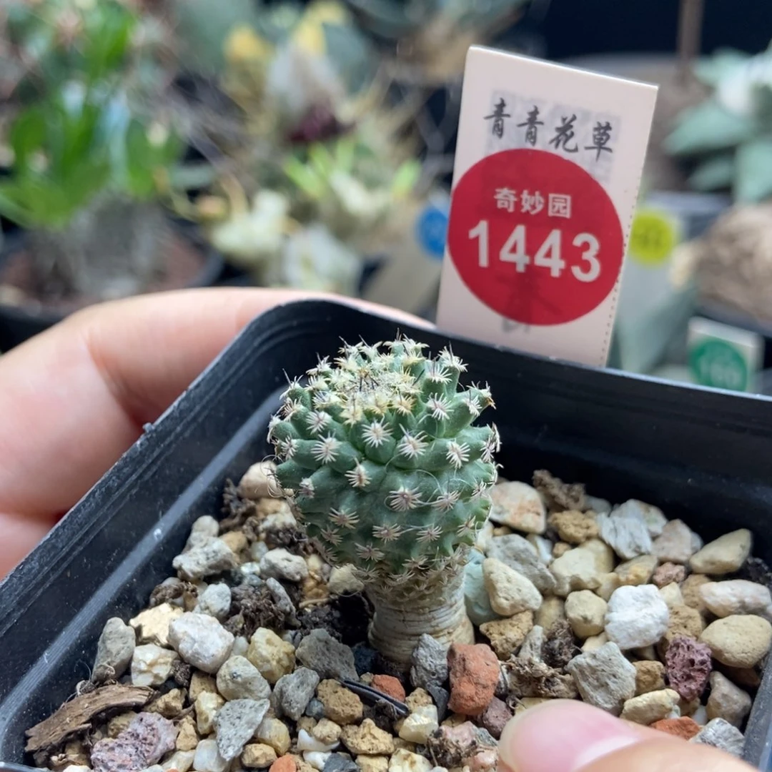 实生海胆娇丽2.1cm