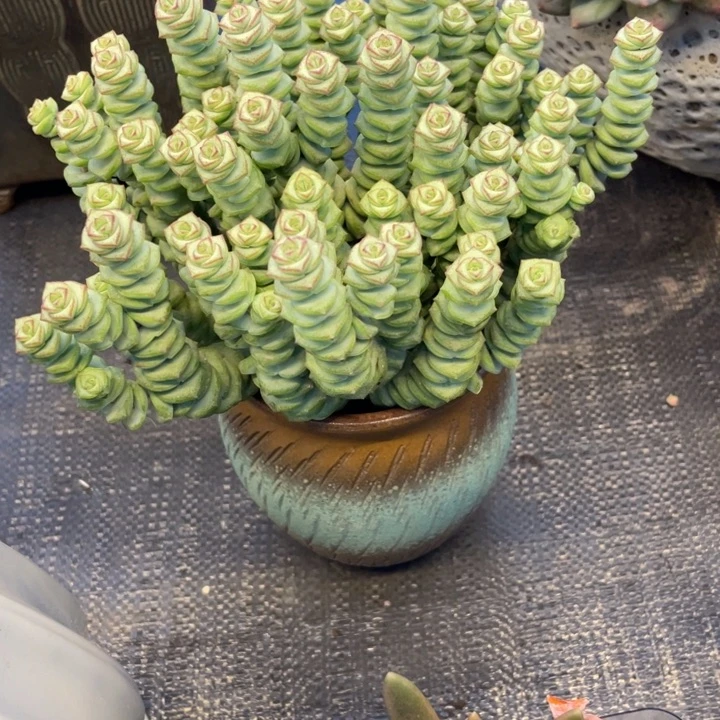 弥鹿之森一物一拍