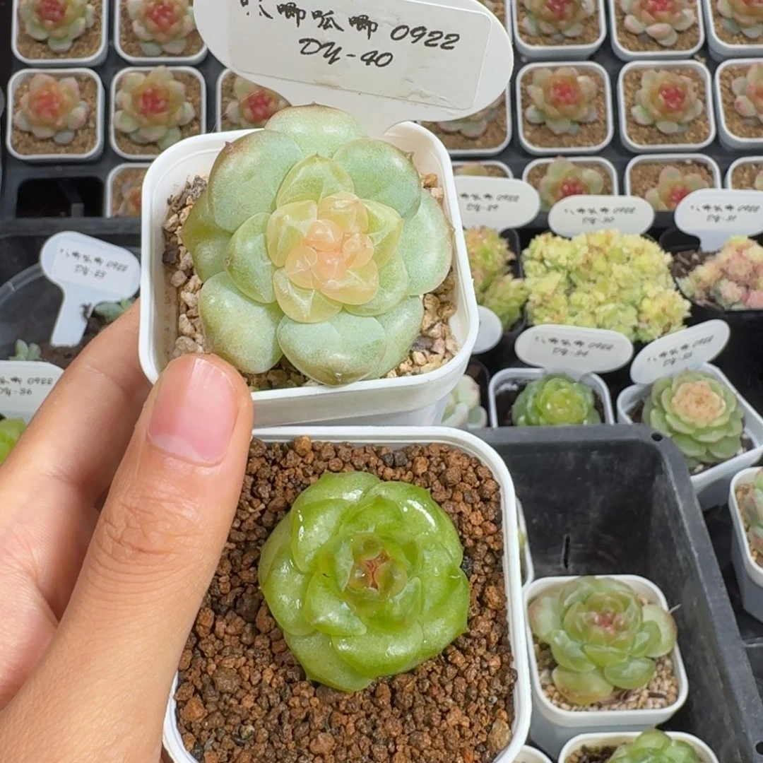 饱***.0922-40-两颗打包走