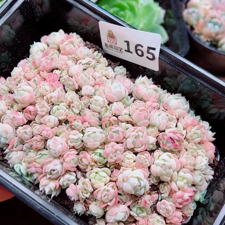 多肉植物多肉植物