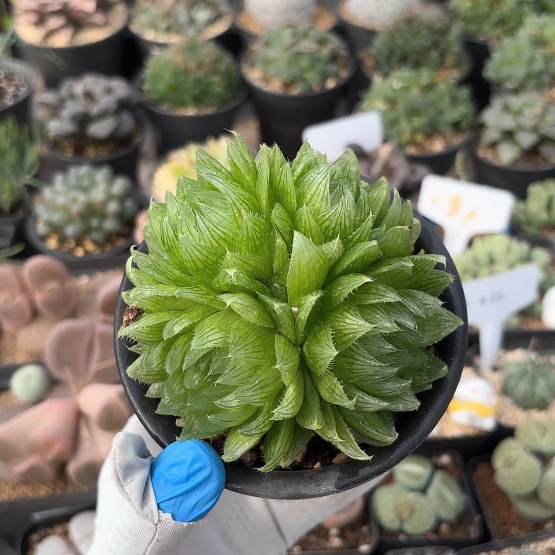 894 实生樱水晶 带盆土