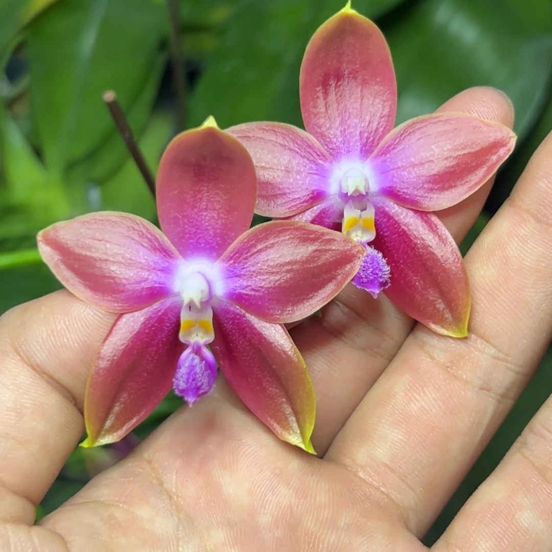 完全开放l301三寸ys1174