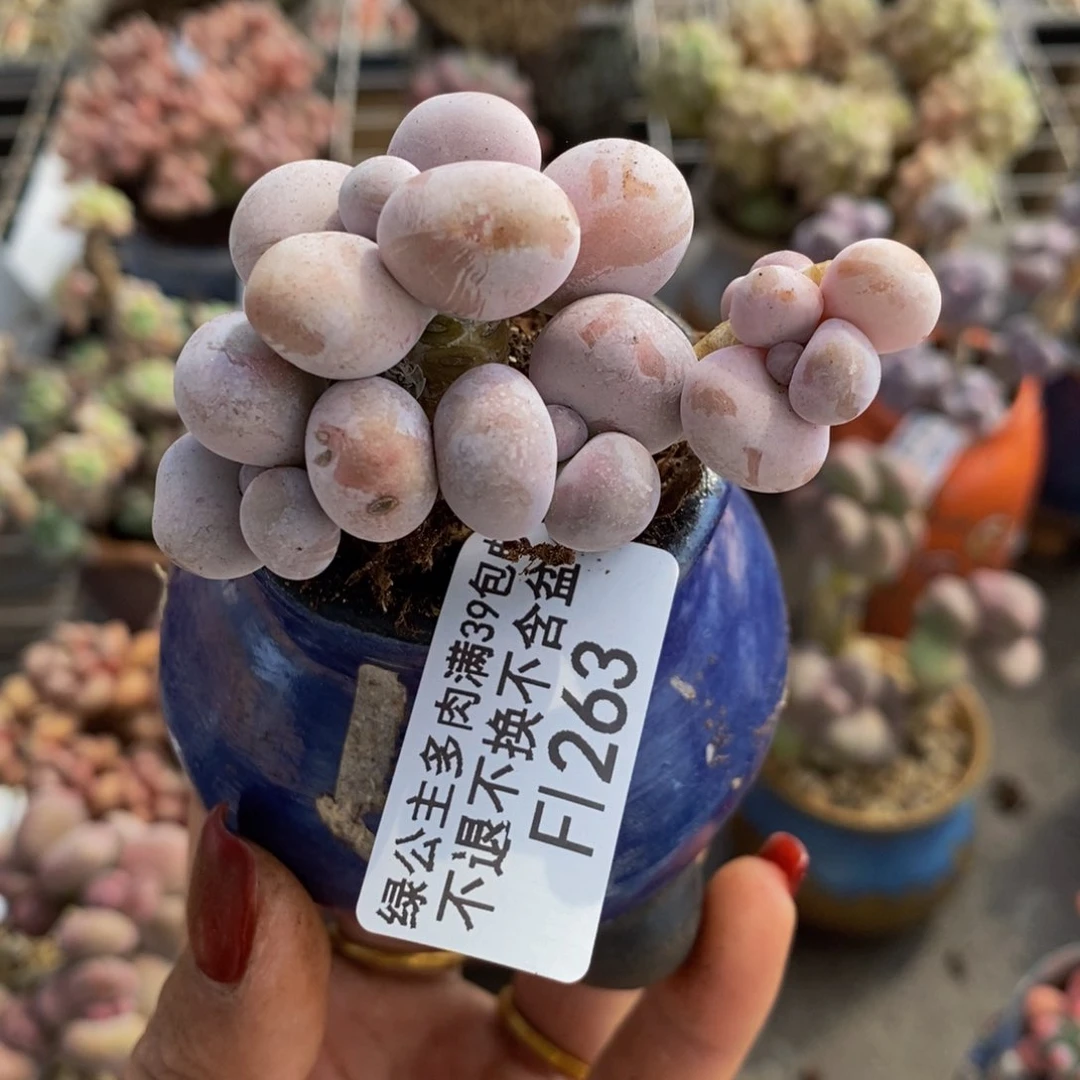 橙奶263/5cm有伤特