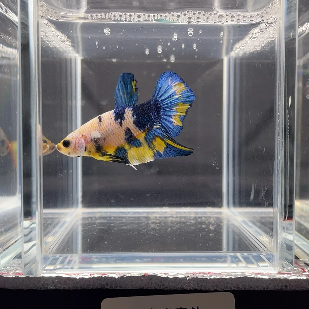 斗鱼12.7  大理石  065