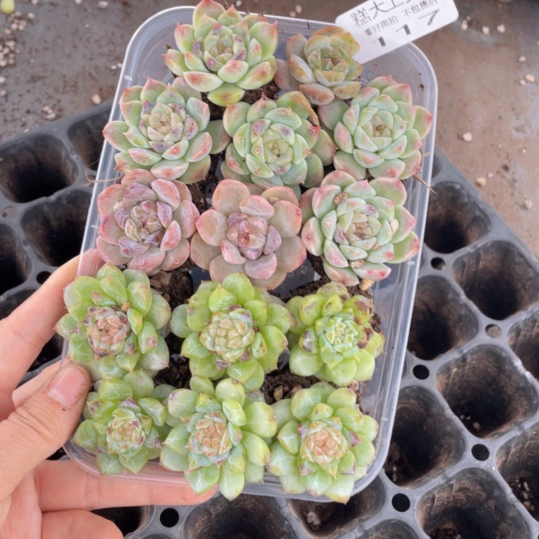糕大上多肉植物117
