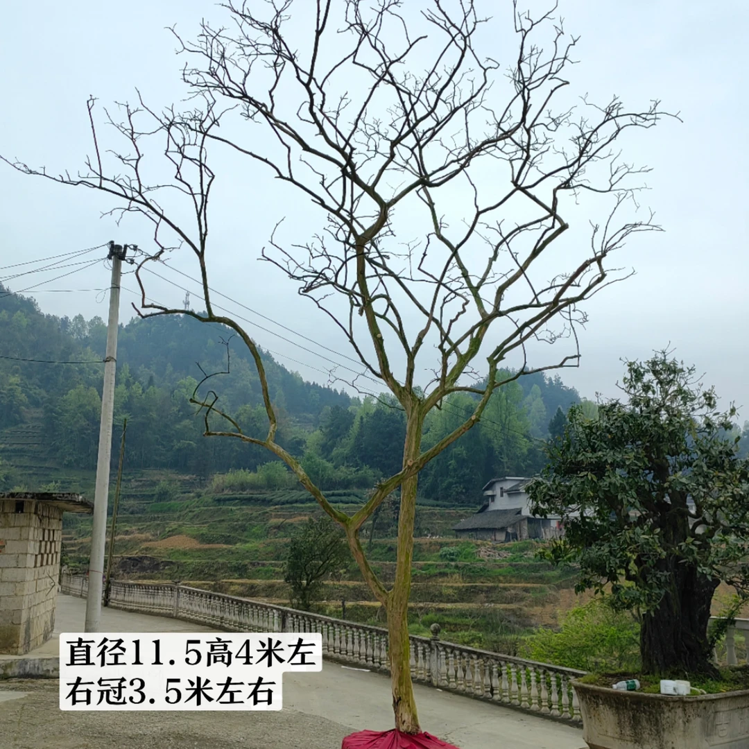 贵州原生品种老紫薇