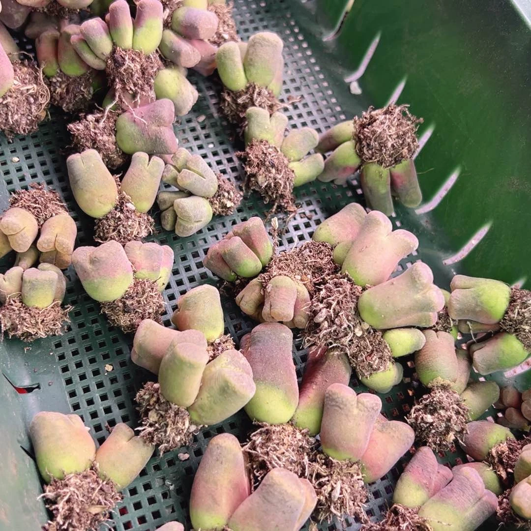 @***感开播特特特特特特特特