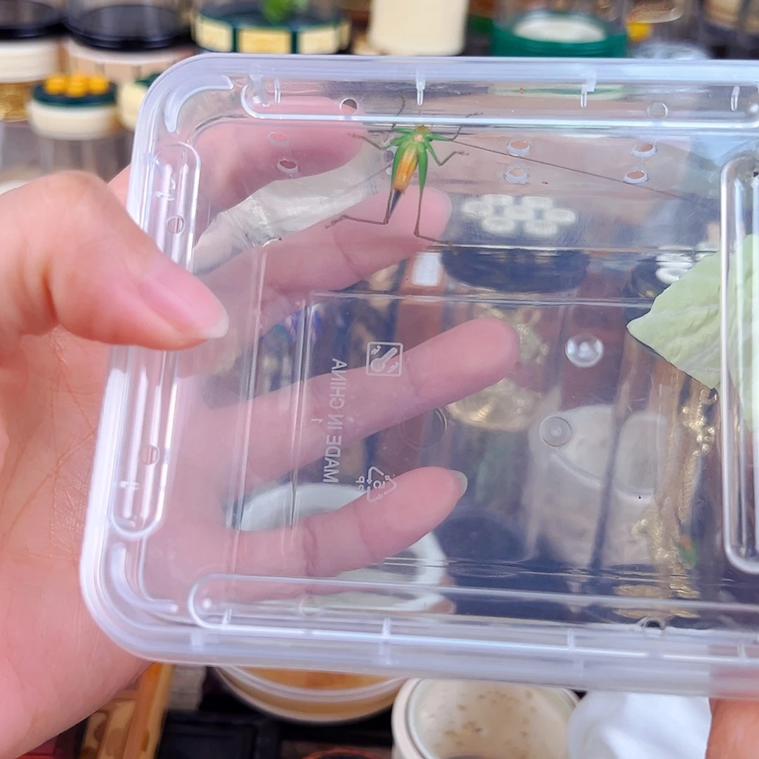 漂亮的糖果彩螽一个