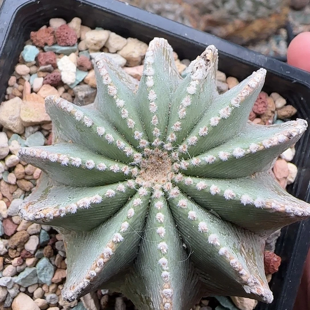 辛顿华龙1111111111111