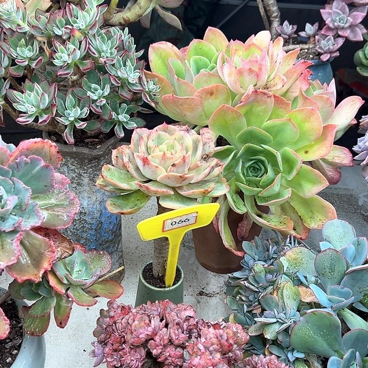 洋***团白雪公主多肉植物群落066