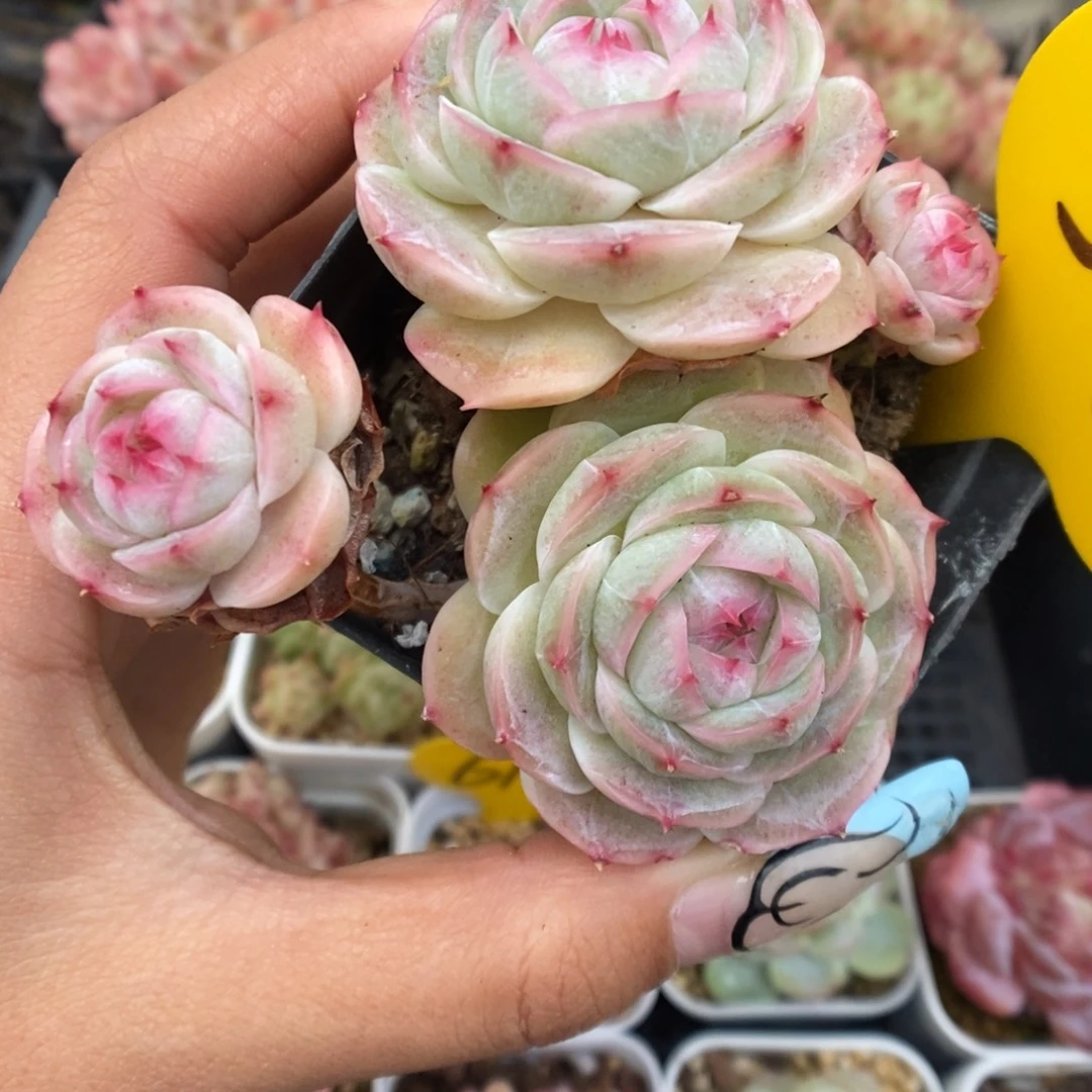 白芷珍妮群生5482号