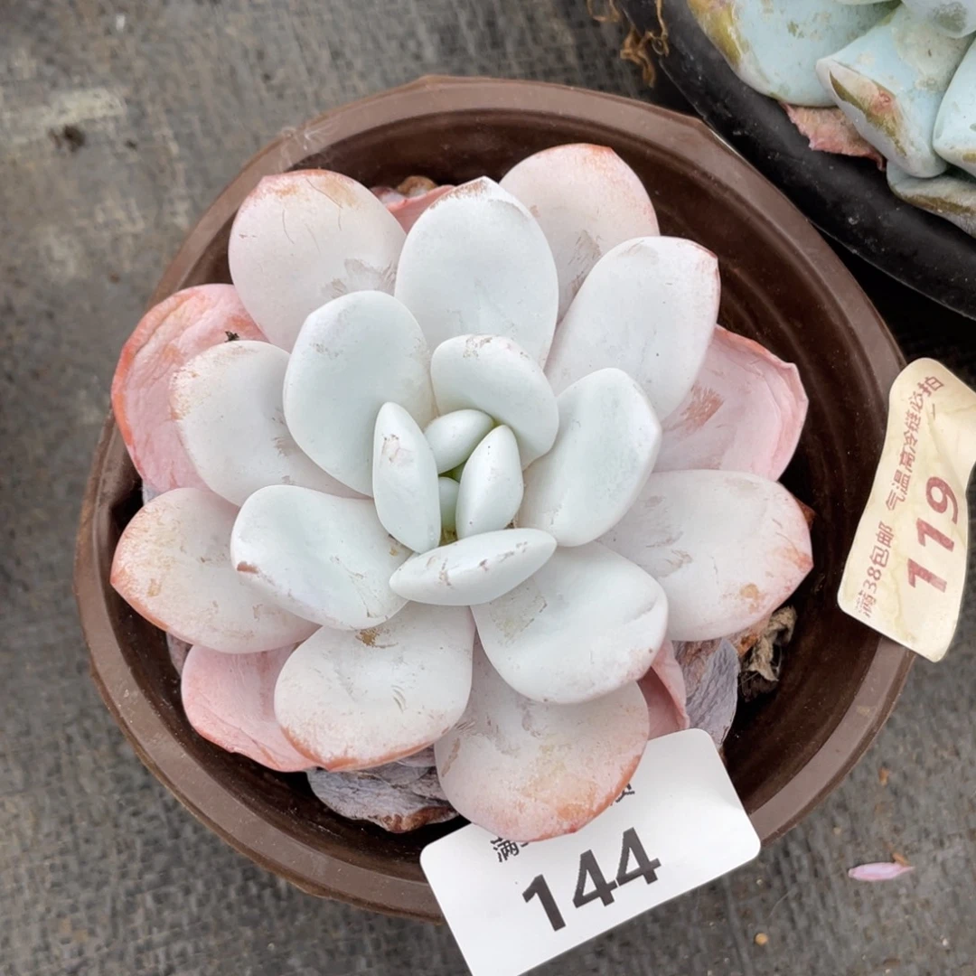 一***花144雪莲单头多肉植物