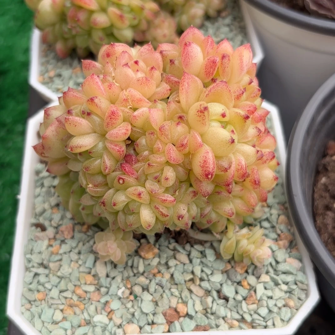 东云麦秆带缀一物一拍