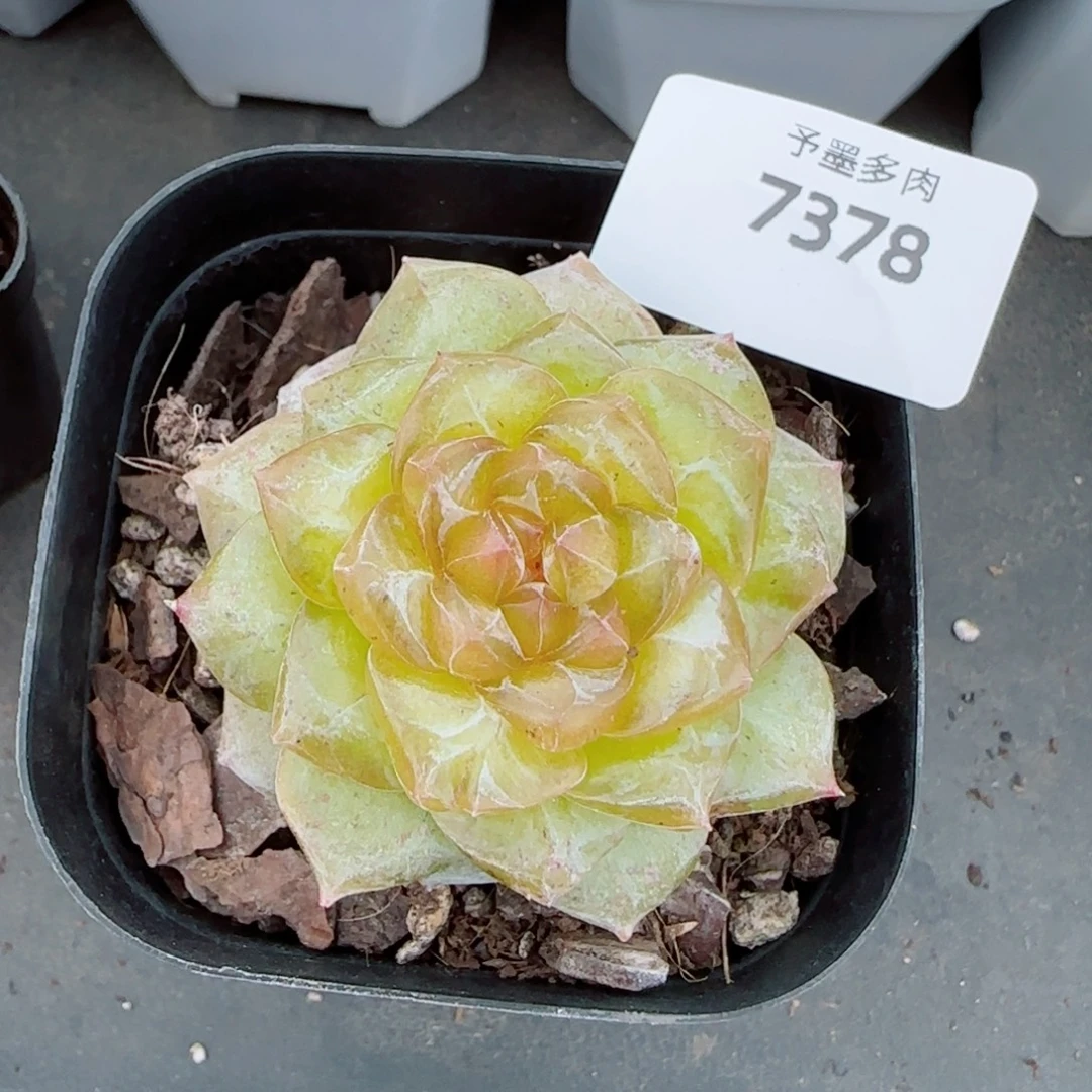 落日珍妮，7378多肉植物