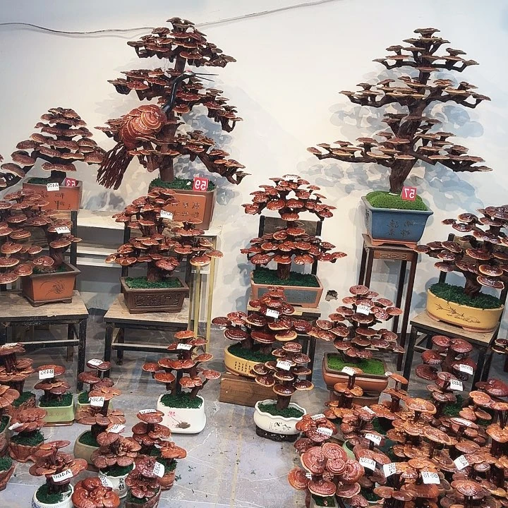 灵芝8888888888888888