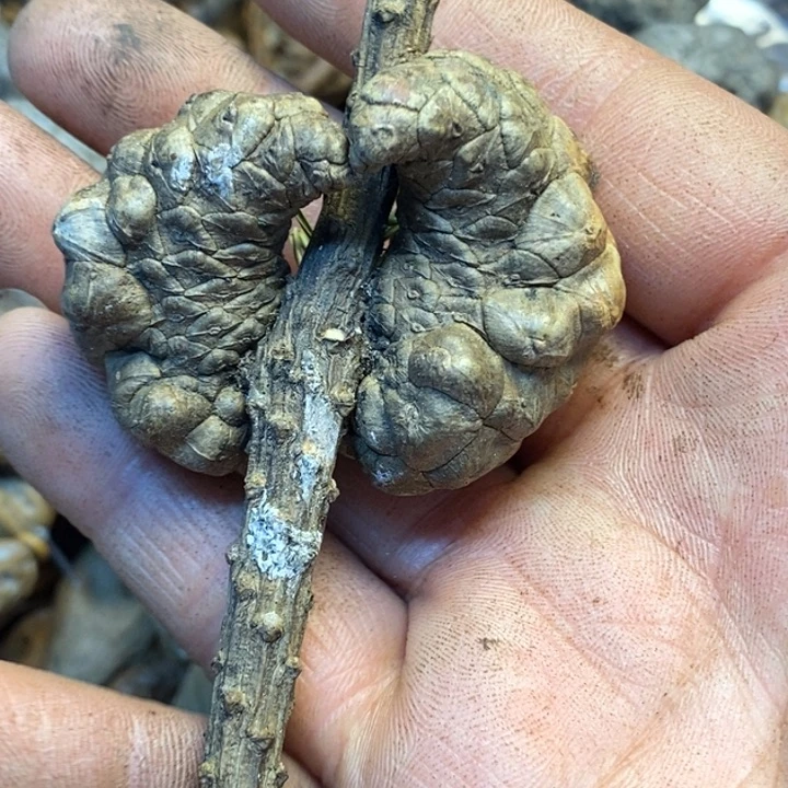 桃核吊坠娜姐真的204