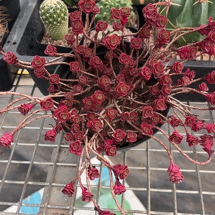 我也不知道我为什么要这样