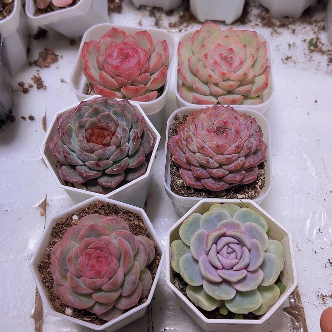 汉堡云塔玉琴玉笛特葡冰花6盆八角盆