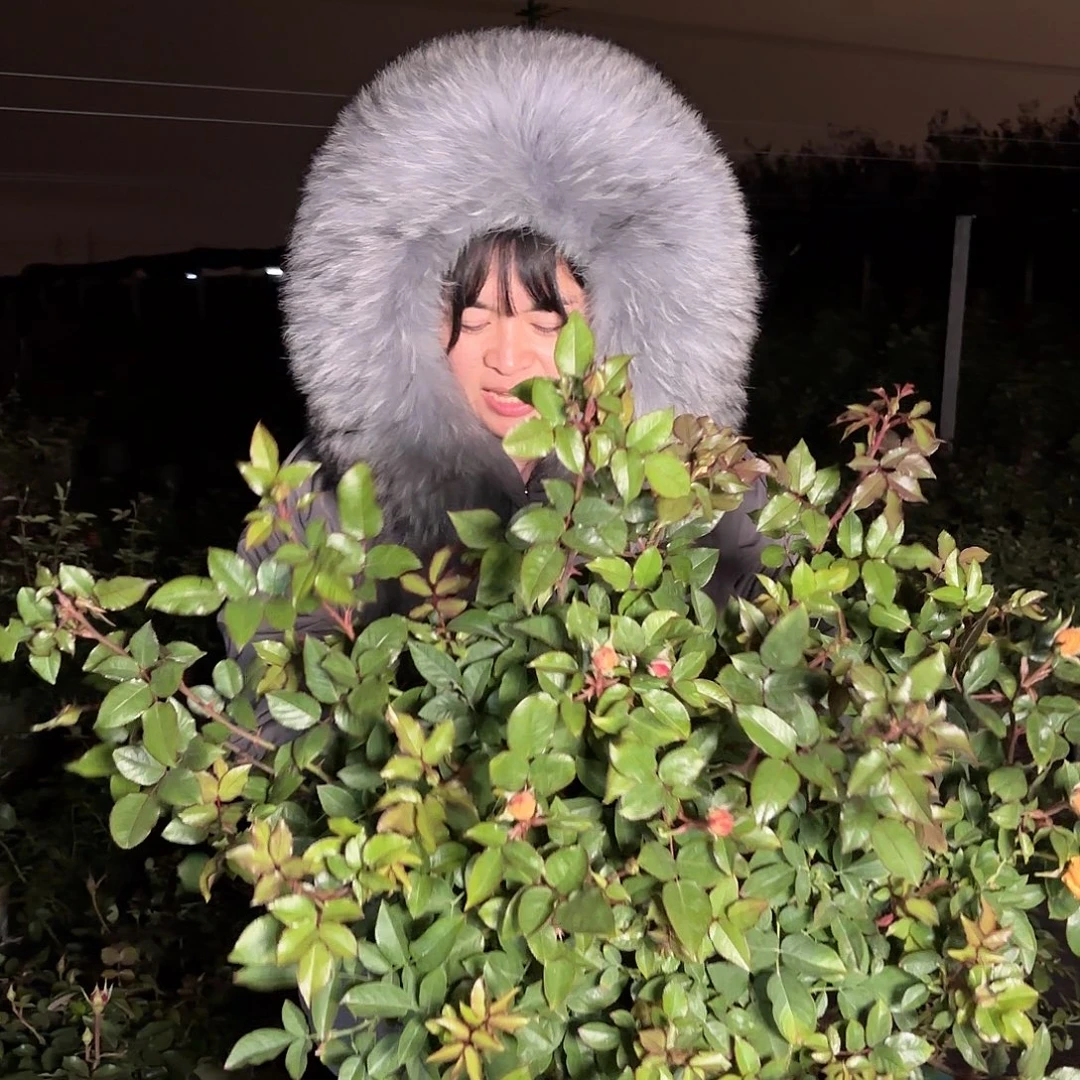 喀秋莎3加仑根接苗